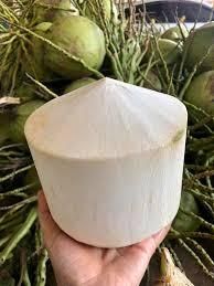 Fresh Coconut Water Volume 300–350 Ml Weight Per Fruit 800–900 Grams Storage Temperature 2–5 °c (cold Chain) Packaging 9 Pieces Per Carton, 9 pc/carton box - Ermin Management Co.,Ltd. - Thailand