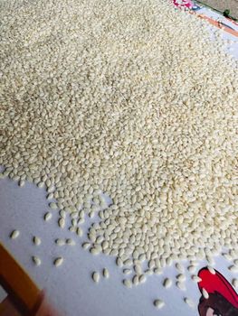Sesame Seeds – product photo, Raw Sesame Seeds products found from trusted suppliers, wholesalers, manufacturers & exporters Listing