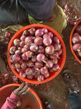 Onion - Shriyansha Import Export - India