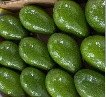 Fresh Avocado - Joseph Allen - United States