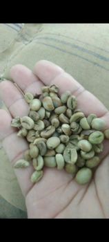coffe bean (sample) – product photo, Ethiopian Coffee Beans products found from trusted suppliers, wholesalers, manufacturers & exporters Listing