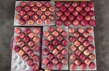 Premium Fuji Apples for Export -Quality ,Great taste - THE GREEN INTERNATIONAL LIMITED - Tanzania