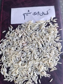 Rice 1509 Steam – product photo, Special Steam Rice products found from trusted suppliers, wholesalers, manufacturers & exporters Listing
