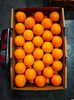 Chinese Citrus (Navel Orange) - MAJESTIC ORCHARD - United States