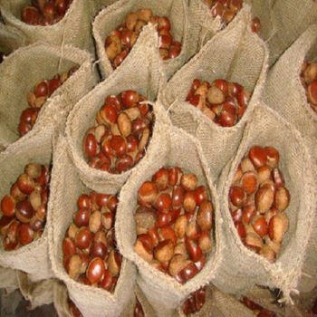 2026 New Crop Chestnut Kernels, Frozen Peeled Chestnuts Wholesale For Bakery & Catering - Taian guiyou Taishan chestnut co.,Ltd  - China