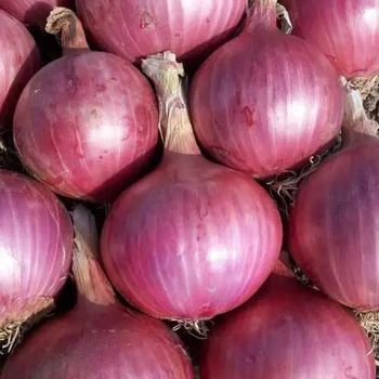 High Quality Fresh Red Onion | Organic Fresh Red Onion | Natural Fresh Red Onion Exporter from Banyen Inter Corp High Quality Fresh Red Onion | Organic Fresh Red Onion | Natural Fresh Red Onion Exporter - Banyen Inter Corp - Thailand