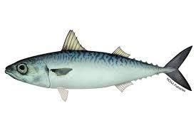 Frozen Mackerel – Premium Quality Whole / Headless / Gutted Fish - TRADE NEPAL LLC - United States