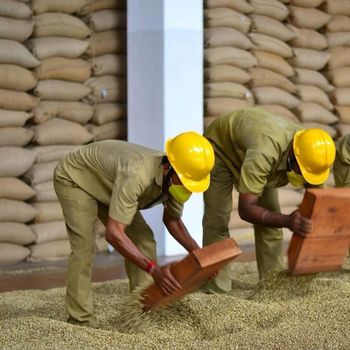 Arabica Coffee, Robusta Coffee - SYCAMORE AGRO-COMMODITIES LIMITED - Tanzania