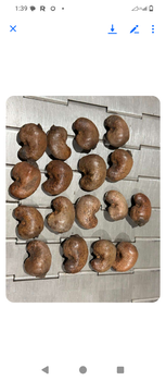 Raw Cashews ashew nut - yetabid limited - Nigeria
