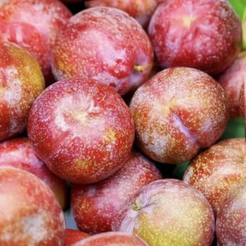 Fresh Plums Farm Fresh Selection For Food Service Buyers Providing Crisp Texture Natural Aroma And Premium Taste - TOSOH INTERNATIONAL - South Africa