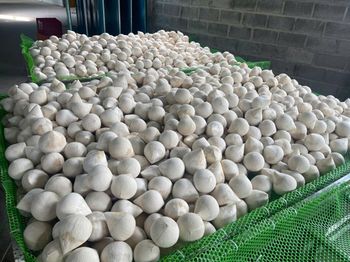fresh coconut Origin Indonesia Hs Code 0801.19.00 Moq 1 X 40’ Hc Container Place of Origin indonesia Moisture Content Natural Fresh - pt sinar ikfi energi bersaudara - Indonesia