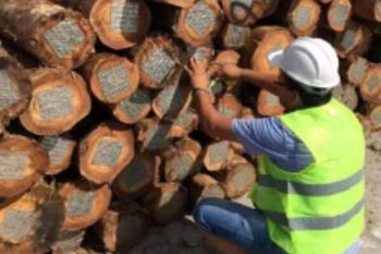 Eucalyptus Logs / Eucalyptus wood logs Grade ABC Place of Origin Brazil Feature Dia: 12-18, 20-30, 30-40, 40cm - QHD International Trading - Vietnam