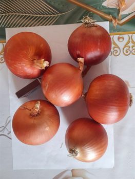 yellow onion fresh - World Import Export Trade LLC - Uzbekistan