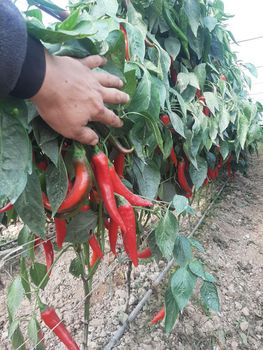 dried chilli  - World Import Export Trade LLC - Uzbekistan