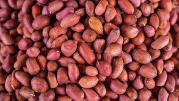 The Wholesale Price Raw Peanuts in Shell for Sale Grade A Type Peanuts Packaging Custom Brand Name Custom Form Chopped, Ground, Peeled, Whole - VERTEX TRADING LIMITED - United Kingdom