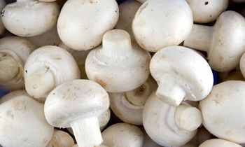Button Mushrooms - Jamshidi co  - Iran