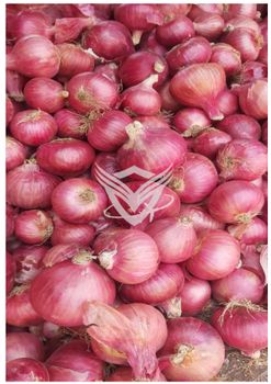 FRESH INDIAN ONION from VERITAS GLOBAL FRESH INDIAN ONION – product photo, Fresh Sweet Onion products found from trusted suppliers, wholesalers, manufacturers & exporters Listing