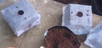 Coco Peat & Coir Pith 15x15x10 cm Messi Qub low EC only - AJ GROW HOUSE MANUFACTURING - India