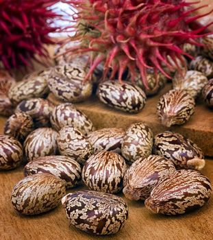 Castor Seed – product photo, Castor Seed products found from trusted suppliers, wholesalers, manufacturers & exporters Listing