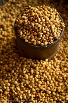 Coriander Seeds Purity 99%+ Form Cracked, Whole Moisture Content Low Flavour Bitter, Spicy Essential Oils Strong Seed Shape Bold, Round - VLZ ELITE EXPORTS LLP - India