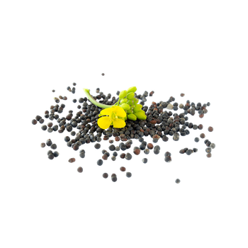 Cheap price rapeseed available for wholesale supply to global buyers - MASI TRADING GMBH - Germany