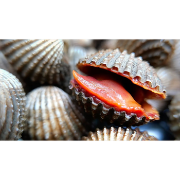 Vietnam's Finest: High-Quality IQF Frozen Shell Cockle Clams - Top Selling at Unbeatable Prices - TOP CARGO COMPANY LIMITED - Vietnam