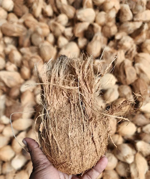 Semi Husked Coconut - NIIC Global - India