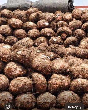 Elephant foot yam - JSA ENTERPRISES - India