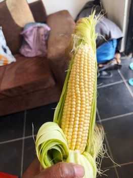 sweet corn Features GMO-Free, Organic Delivery Form Crate, Sacks, Unpackaged Packaging Size > 10 kg to 25 kg, > 25 kg - Gatobu - Kenya