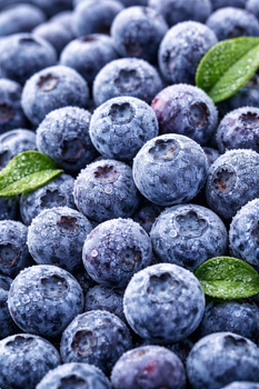 IQF Cultivated Blueberries Class I – 10kg / 25kg from Dino Pro IQF Cultivated Blueberries Class I – 10kg / 25kg - Dino Pro - Croatia