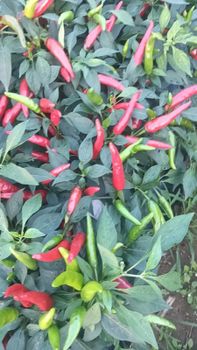 Hot pepper Variety Hybrid Germination Rate 95+ Place of Origin India Number Of Hybrids More Than 34 Certification Phytosanitary certificate - Greenfield Agriclinic and Agribusiness centre  - India