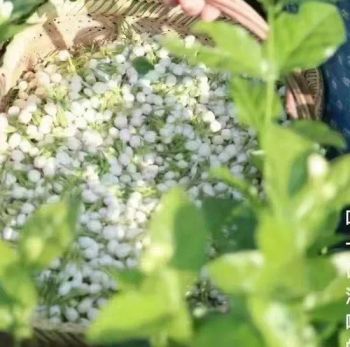 Healthy Jasmine Scented Tea Jasmine Blooming Tea Origin China Model NO. GF-1 Trademark GRACE Specification Organic rose tea - Hangzhou Lin Yu Lei Tea Co., Ltd. - China
