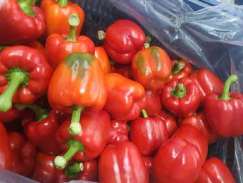 Yellow, red and green Capsicum Form Uniform Quality GOOD Size 140-350gr Origin Vietnam Grade CLASS A & B Weight (kg) 140-350gr - HAO QUANG COCONUT ONE MEMBER COMPANY LIMITED - Vietnam