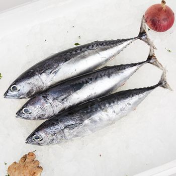 Frozen Tuna Fish Nutrient Rich Marine Product Featuring Carefully Preserved Freshness And Reliable Export - TOSOH INTERNATIONAL - South Africa
