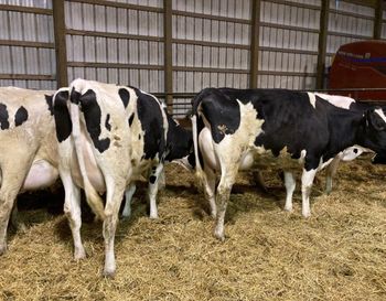 Wholesale pregnant Holstein heifers for sale with high milk yield and strong genetics - Mutlu Et Mustafa - France