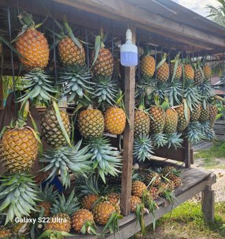 Fresh Pineapple Grade A-B Origin Indonesia Average Weight 2 – 3 Kg Per Fruit Supply Capacity 10–15 Tons Per Month Taste Naturally Sweet, Aromatic, Juicy - PT. Tannesia Riziq Jaya - Indonesia