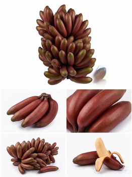 Sri Lankan Oragnic Fresh Banana Red – product photo, Fresh Red Guava products found from trusted suppliers, wholesalers, manufacturers & exporters Listing