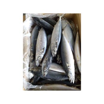 Frozen Pacific Mackerel bulk wholesale supply premium frozen seafood for global importers - BMU TRADING GMBH - Germany