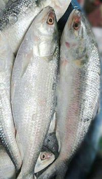 Frozen Hilsa Fish Origin South Africa Form Whole, Gutted, Frozen Shelf Life 12 Months At -18°c Species Hilsa (tenualosa - BF GLOBAL TRADING (PTY) LTD - South Africa