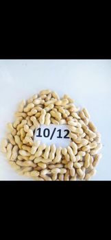 Peanuts in shell or blanched - Al Habib Company for Agricultural Development - Egypt