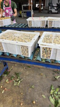 Longan - Gold Northern Fruit 88 Co., Ltd. - Thailand