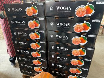guangxi wogan mandarin Taste Good Taste Color Good Color Ripeness Natural - EISHO CO.,LTD - China
