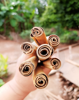 Ceylon Cinnamon Sticks Cigarette Premium Single Origin Madagascar 100% Natural Cigar - DUREL PRODUCTS  - Madagascar