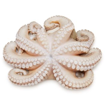 Frozen Fresh Octopus Hygienically Handled And Frozen For Fresh Flavor Integrity Supporting Professional Seafood Supply - TOSOH INTERNATIONAL - South Africa