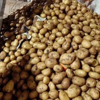 Triple-Washed Fresh Potatoes in Mesh Bags 10kg/20kg/50kg - Jiangsu E. Funs Import & Export Co., Ltd. - China