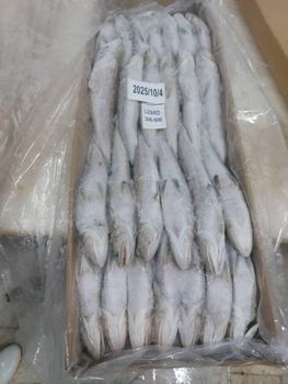 Lizard Fish Origin - Azaadi Seafood - Iran