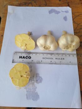 Garlic Taste Intense Aroma Intense Growing Location Volcanic Soils Of Mount Sabyinyo Sourcing Method Ethically Sourced By Smallholder - One Acre Ventures - Rwanda