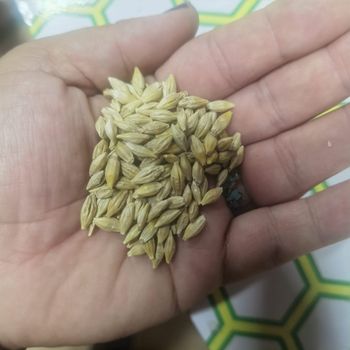 Fresh Barley Grain With 98% Purity Premium Barley Grain Packed For Export And Retail Distribution Worldwide - AGRO AFRIQUE COMPANY LIMITED - Tanzania