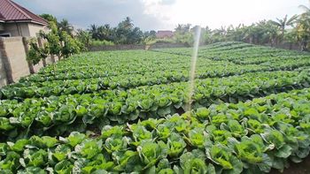 Fresh Cabbage - Clensby - Ghana