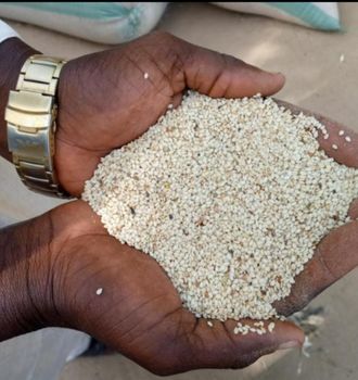 Sesame seeds from RootSpring Agro Export Ltd Sesame seeds - RootSpring Agro Export Ltd - Nigeria